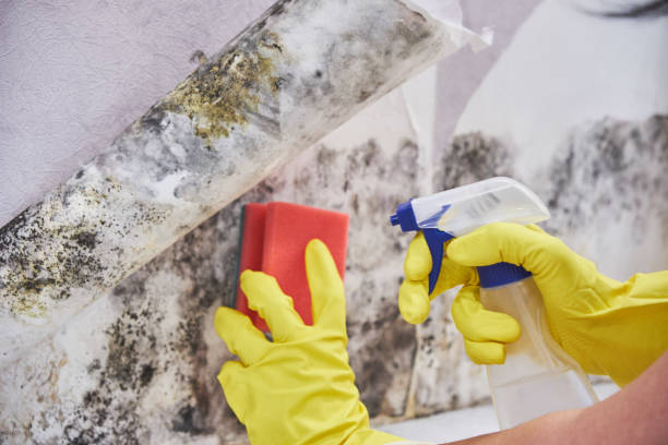 Best Black Mold Removal in White Bluff, TN